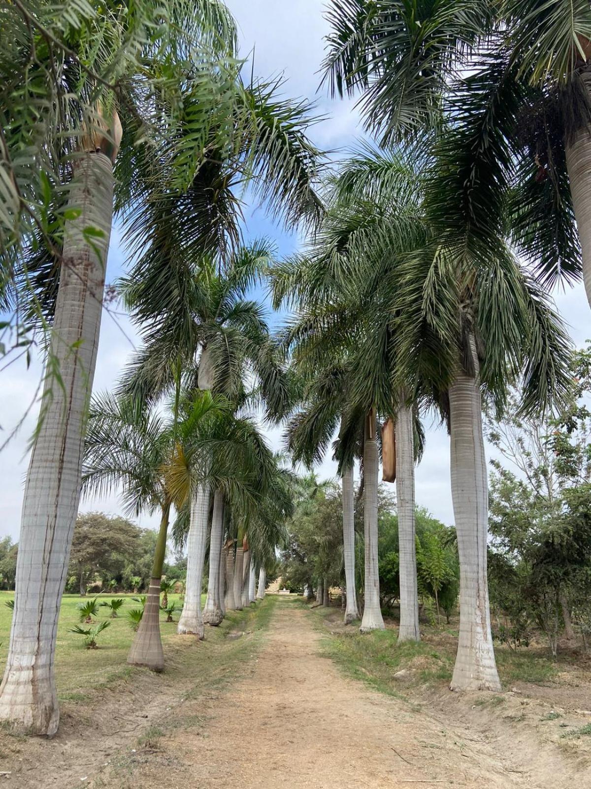 فندق شينشا ألتافي  Casa Hacienda San Jose المظهر الخارجي الصورة